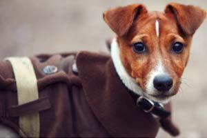 Hundebekleidung Hundebekleidung kaufen