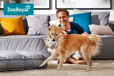 ZooRoyal Original - doplňky pro psy Banner se psem hrajícím si s plyšovou hračkou v obývacím pokoji před osobou sedící na podlaze.