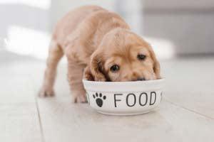 Näpfe und Tränke für Hunde Näpfe und Tränke für Hunde kaufen