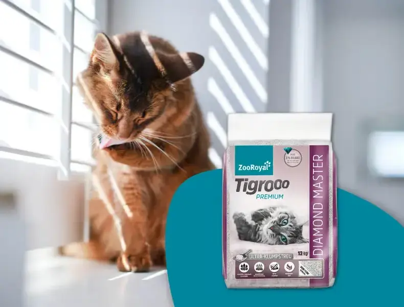 ZooRoyal Tigrooo - stelivo Premium Banner s kočkou sedící u okna a balením steliva Tigrooo Premium.