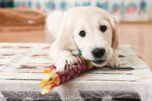 Hundespielzeug Hundespielzeug kaufen