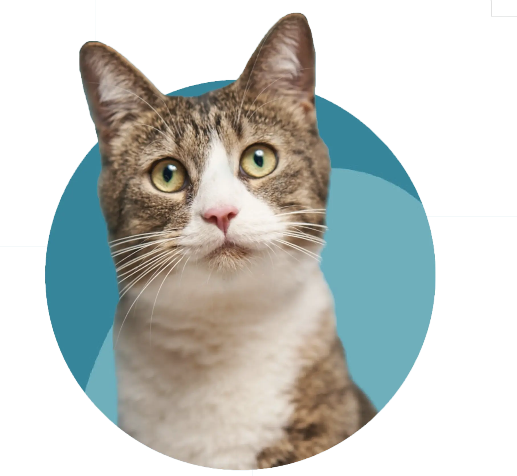 Katze Katze.