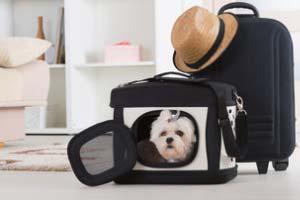 Transport für Hunde Transport für Hunde kaufen