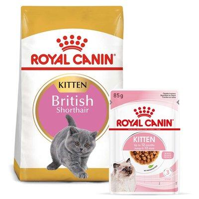 ROYAL CANIN KITTEN British Shorthair 2 kg + Kitten v omáčce 12× 85 g ROYAL CANIN KITTEN British Shorthair 2 kg + Kitten v omáčce 12× 85 g