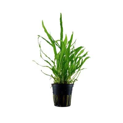 Tropica Microsorum pteropus 'Narrow‘ akvarijní rostlina Tropica Microsorum pteropus 'Narrow‘ akvarijní rostlina