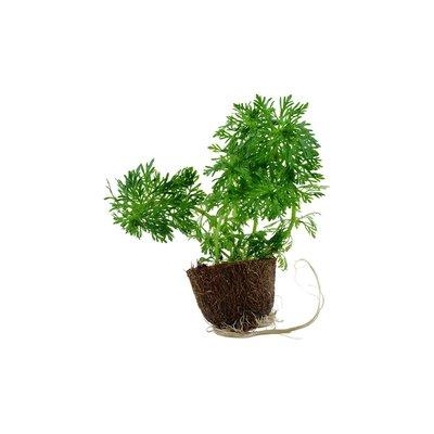 Tropica akvarijní rostlina Limnophila sessiliflora Tropica akvarijní rostlina Limnophila sessiliflora