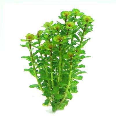 Dennerle akvarijní rostlina Rotala indica In-Vitro Dennerle akvarijní rostlina Rotala indica In-Vitro