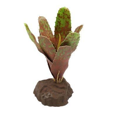 Lucky Reptile bromélie neoregelia zelená 20 cm Lucky Reptile bromélie neoregelia zelená 20 cm