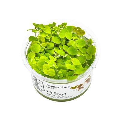 Tropica plovoucí rostlina Phyllanthus fluitans Tropica plovoucí rostlina Phyllanthus fluitans
