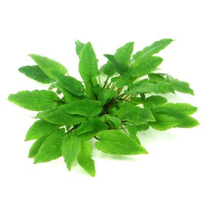 Dennerle akvarijní rostlina Cryptocoryne wendtii ´Broad Leaf´ In-Vitro Dennerle akvarijní rostlina Cryptocoryne wendtii ´Broad Leaf´ In-Vitro