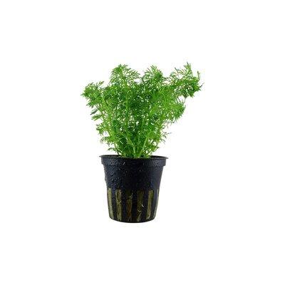 Tropica akvarijní rostlina Limnophila sessiliflora Tropica akvarijní rostlina Limnophila sessiliflora
