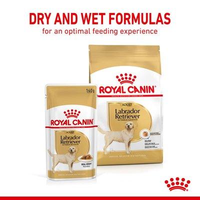 ROYAL CANIN Labrador Retriever Adult 3 kg + Labrador Adult v omáčce 10× 140 g ROYAL CANIN Labrador Retriever Adult 3 kg + Labrador Adult v omáčce 10× 140 g