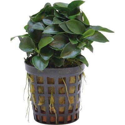 Aquafleur anubias nana bonsai mini-rostlina v 5 cm květináči Aquafleur anubias nana bonsai mini-rostlina v 5 cm květináči