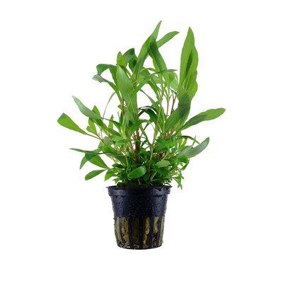 Tropica akvarijní rostlina Hygrophila corymbosa 'Siamensis 53B' Tropica akvarijní rostlina Hygrophila corymbosa 'Siamensis 53B'