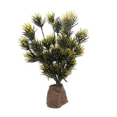Lucky Reptile Podocarpus rostlina 40 cm Lucky Reptile Podocarpus rostlina 40 cm