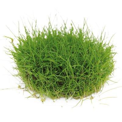 Dennerle akvarijní rostlina Eleocharis pusilla In-Vitro Dennerle akvarijní rostlina Eleocharis pusilla In-Vitro
