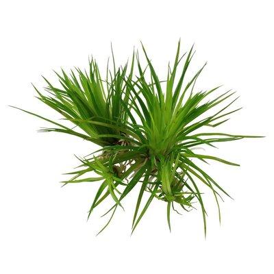 Tropica akvarijní rostlina Eriocaulon cinereum Tropica akvarijní rostlina Eriocaulon cinereum