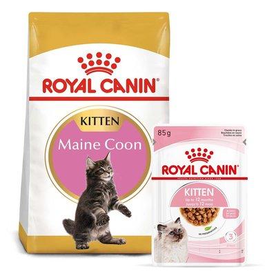ROYAL CANIN KITTEN Maine Coon 4 kg + Kitten v omáčce 12× 85 g ROYAL CANIN KITTEN Maine Coon 4 kg + Kitten v omáčce 12× 85 g