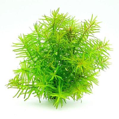 Dennerle akvarijní rostliny Didiplis diandra in-vitro Dennerle akvarijní rostliny Didiplis diandra in-vitro