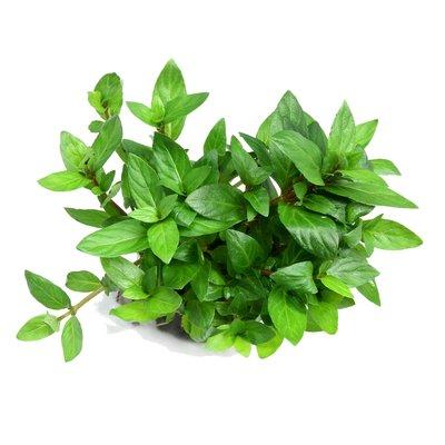 Dennerle akvarijní rostlina Staurogyne repens In-Vitro Dennerle akvarijní rostlina Staurogyne repens In-Vitro