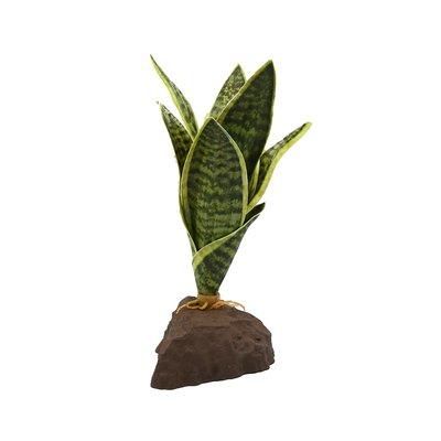 Lucky Reptile Sanseviera rostlina 20 cm Lucky Reptile Sanseviera rostlina 20 cm