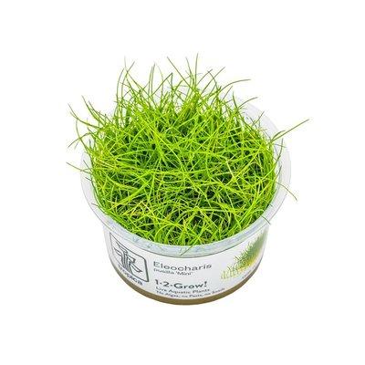 Tropica půdopokryvná rostlina Eleocharis pusilla Mini Tropica půdopokryvná rostlina Eleocharis pusilla Mini