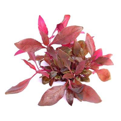 Dennerle akvarijní rostlina Alternanthera reineckii ´fialová´ In-Vitro Dennerle akvarijní rostlina Alternanthera reineckii ´fialová´ In-Vitro