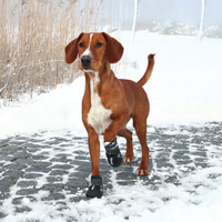 Trixie Walker Active chrániče tlapek