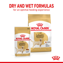 ROYAL CANIN Labrador Retriever Adult 3 kg + Labrador Adult v omáčce 10× 140 g