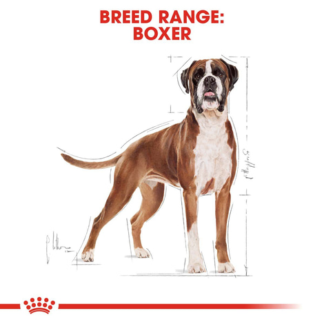 ROYAL CANIN Boxer Adult granule pro psy