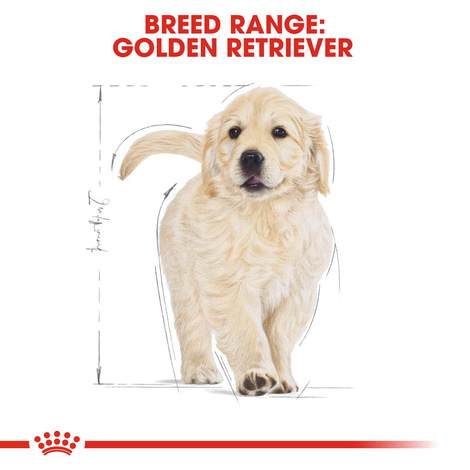 ROYAL CANIN Golden Retriever Puppy pro štěňata