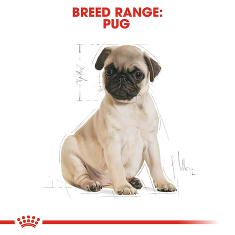 Royal Canin Pug Junior
