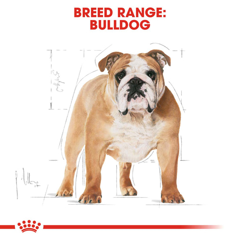 ROYAL CANIN Bulldog Adult