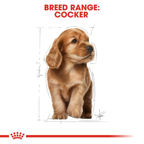 Royal Canin Cocker Junior