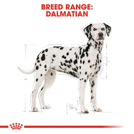 ROYAL CANIN Dalmatian Adult