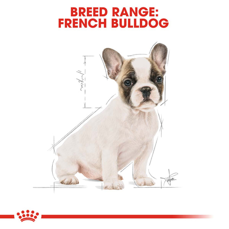 ROYAL CANIN French Bulldog Puppy suché krmivo pro štěňata francouzského buldočka