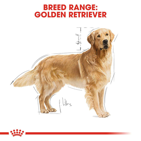 Royal Canin Labrador Retriever Adult