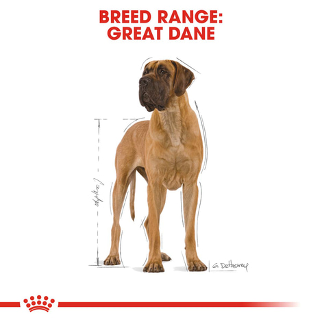ROYAL CANIN Great Dane Adult