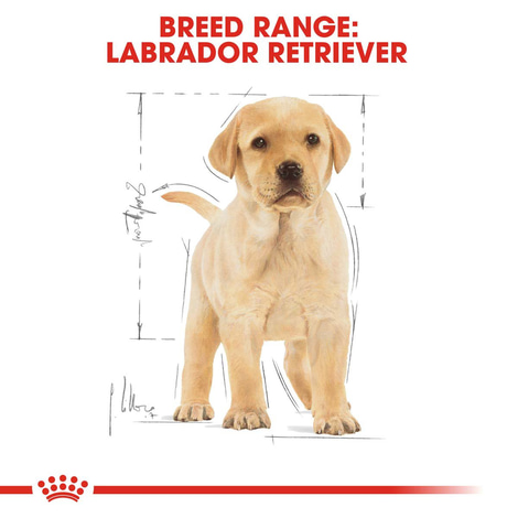 ROYAL CANIN Labrador Retriever Puppy granule pro štěňata