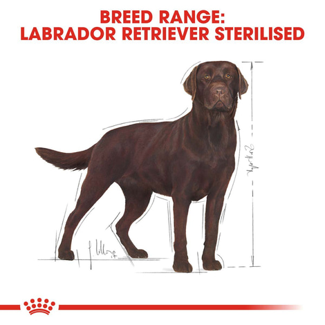 ROYAL CANIN Labrador Retriever Adult Sterilised