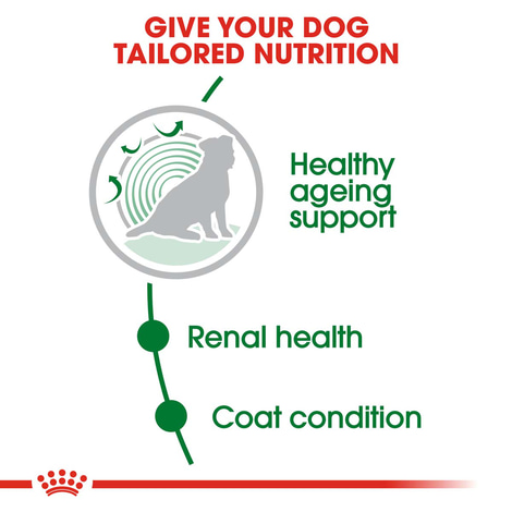 ROYAL CANIN MINI Ageing 12+