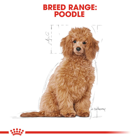 Royal Canin Poodle Junior