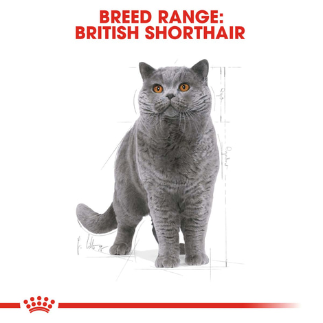 ROYAL CANIN British Shorthair granule pro britské krátkosrsté kočky