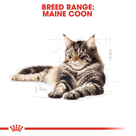 ROYAL CANIN Maine Coon Adult granule pro kočky