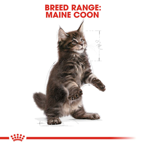 ROYAL CANIN Maine Coon granule pro koťata