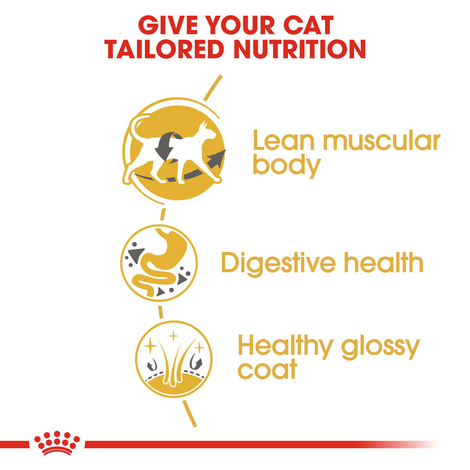 ROYAL CANIN Siamese Adult granule pro kočky
