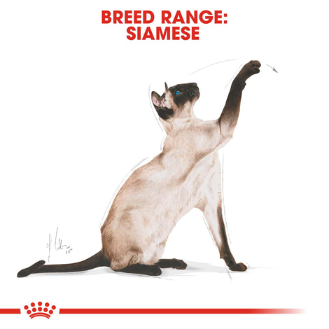 ROYAL CANIN Siamese Adult granule pro kočky