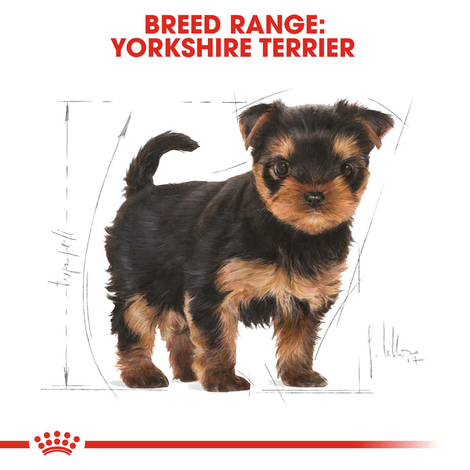 Royal Canin Yorkshire Terrier 29 Junior