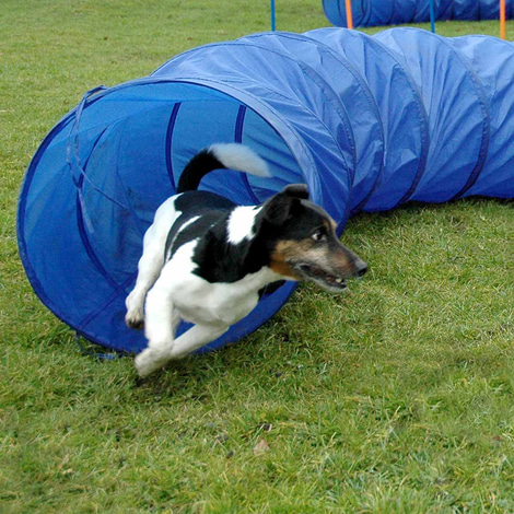 dobar Agility tunel, délka 300 cm, Ø 50 cm