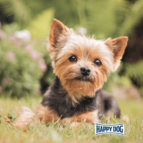 Happy Dog Supreme Mini Baby & Junior